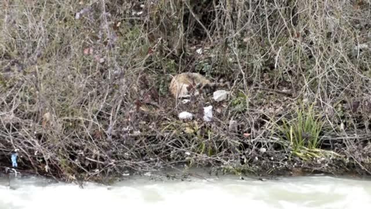 Kar yağışı sonrası debisi yükselen derenin kenarında 20 gündür mahsur kalan köpek kurtarıldı