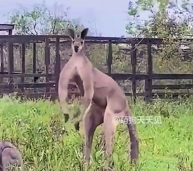 Might Animal