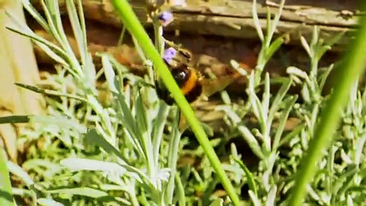 SPAR startet Programm zum Schutz der Bienen und der Biodiversität