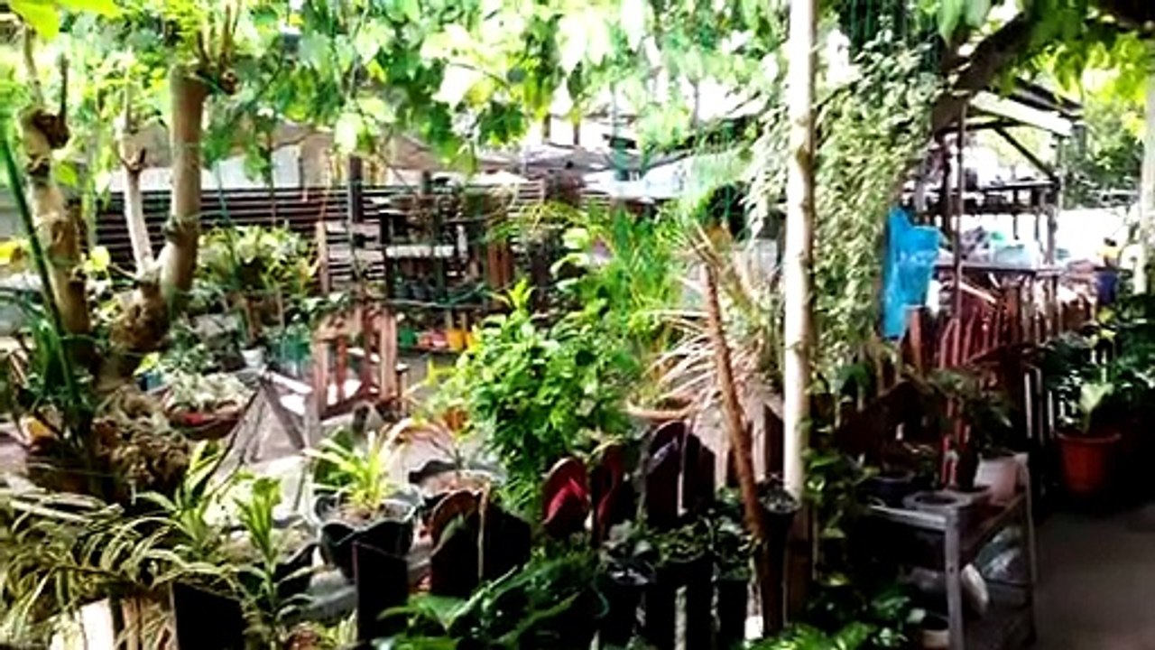 my garden