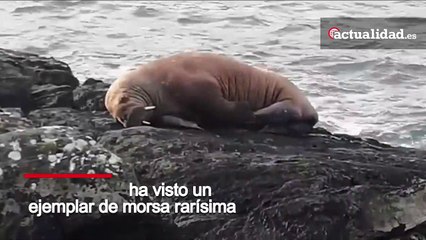 Irlanda, el raro avistamiento de la morsa en la playa de Valentia Island