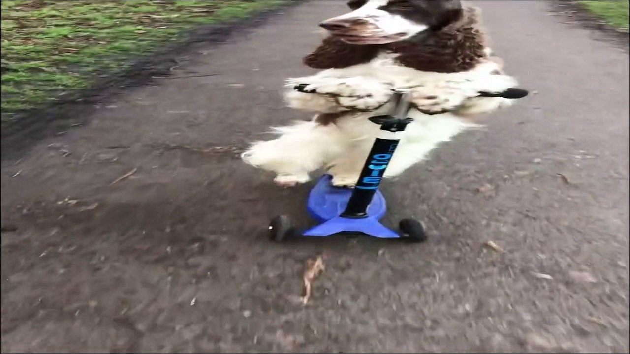 Park Pup Goes Scooting