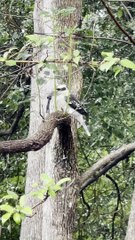 Kookaburra Snacks on Snake