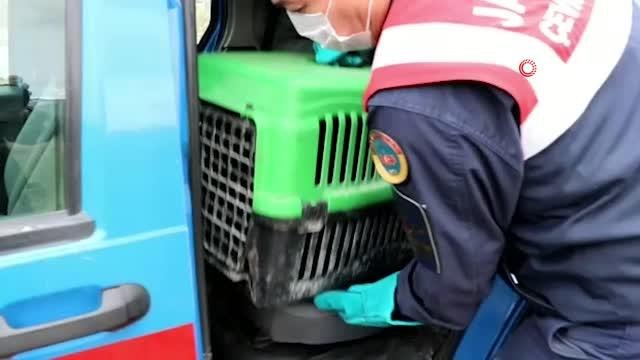 Silahla yaralanan paçalı şahin tedavisinin ardından doğaya bırakıldı