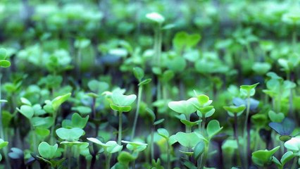 Spicy Salad Mix Microgreens March 2021