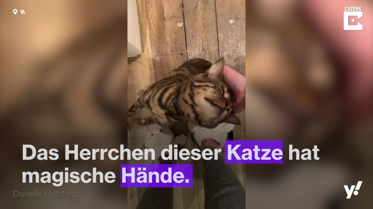 Wie man eine Katze mit einer Hand zum Einschlafen bringt.