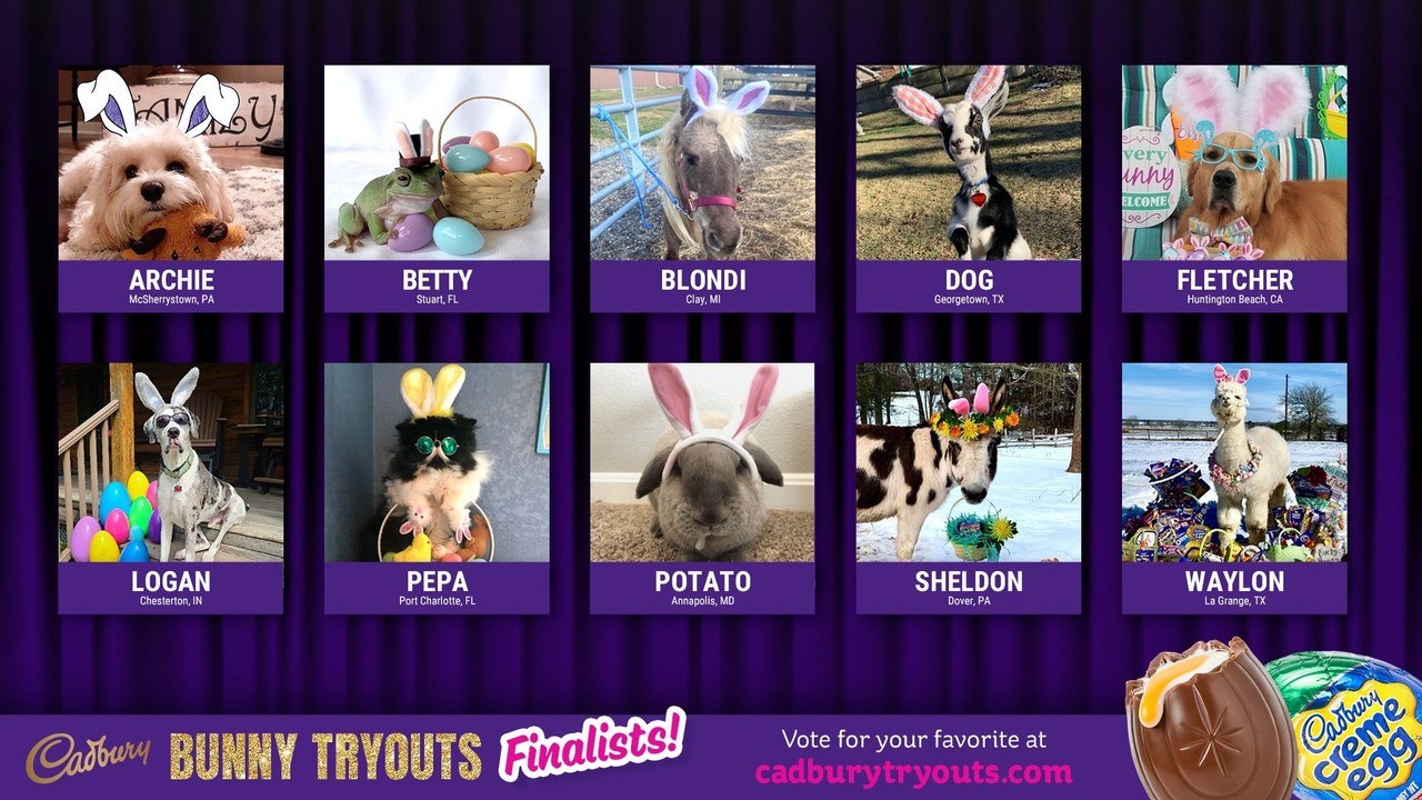 4 Unique Southern Pets Among the Finalists for...