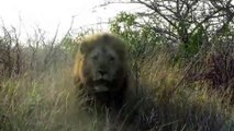 Un Lion en colère charge une voiture au parc Krueger en Afrique du Sud