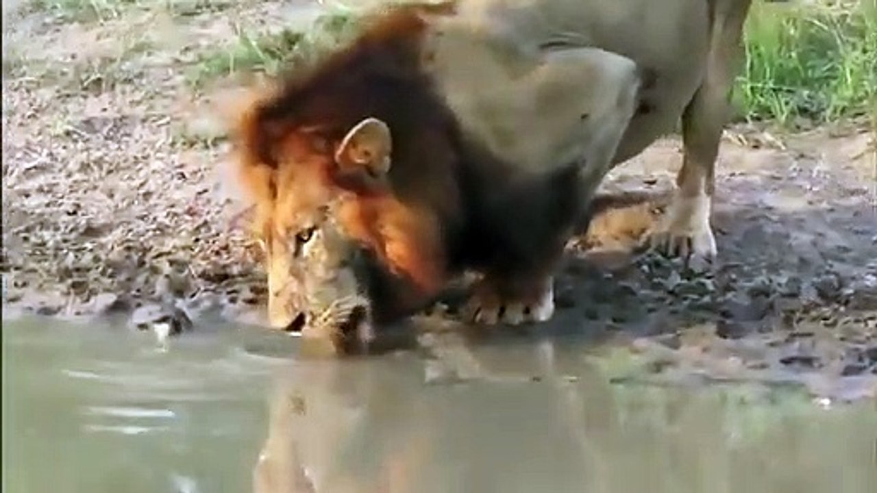 Cette tortue ne veut pas partager son étang avec le lion