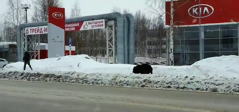 Un ours poursuit un homme en pleine ville en russie
