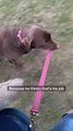 Woman Clips Pet Dog's Leash Onto her Jeans and he Thinks its his Turn to Walk her