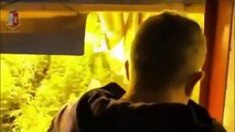 10mila piantine di marijuana sequestrate in capannoni tra Milano e Pavia (17.03.21)