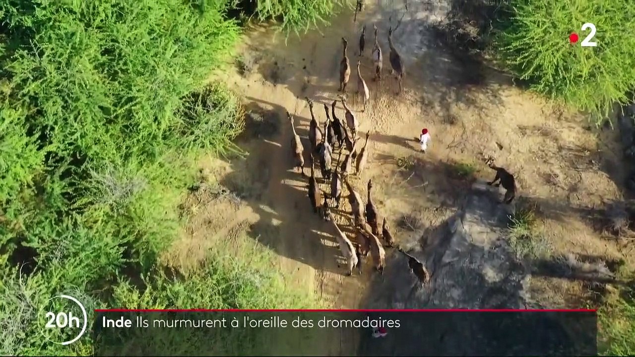 Inde : à la découverte des Raika, les gardiens de dromadaires