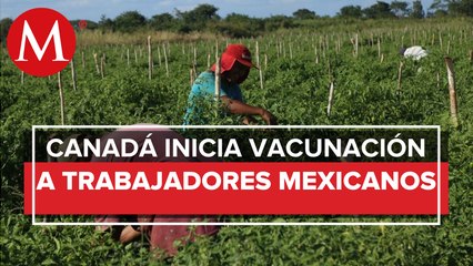 Migrantes mexicanos en Canadá recibirán vacuna anticovid a partir de hoy
