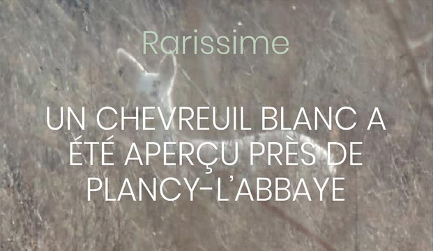 Un chevreuil blanc aperçu près de Plancy-l’Abbaye