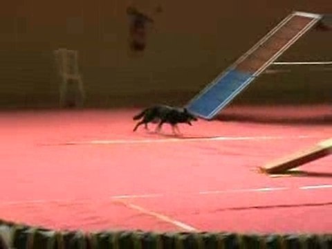 Eurocopter 17FEV08 Beep GPF