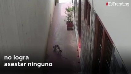 Valiente gato defiende su hogar de una cobra venenosa