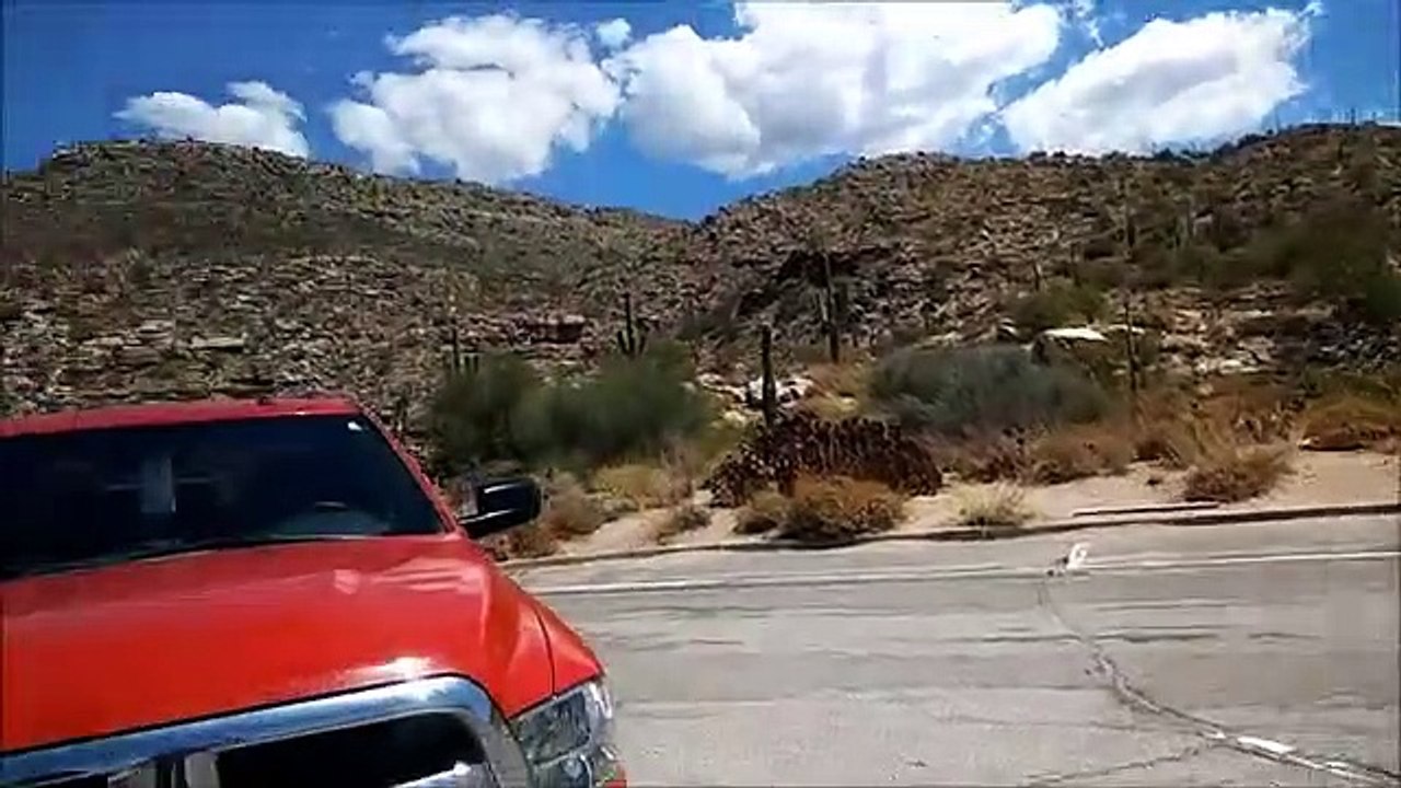 Arizona cactus
