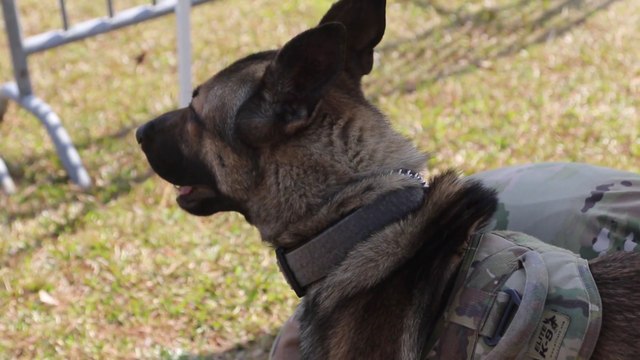 US Military News • 93rd Military Working Dogs Detachment • Perform for K-9 Veterans Day