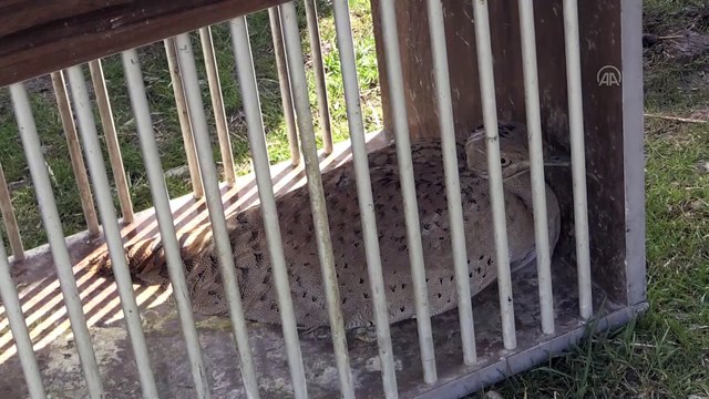 MUŞ - Tedavisi tamamlanan yakalı toy kuşu Muş Ovası'nda doğaya salındı
