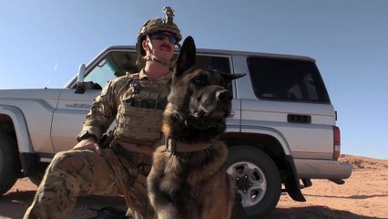 Military Working Dogs on Nigerien Air Base