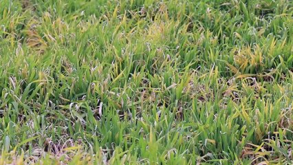 KIRKLARELİ - Trakya'da 'zirai don' hububat ekili bazı arazilerde ürünlere zarar verdi