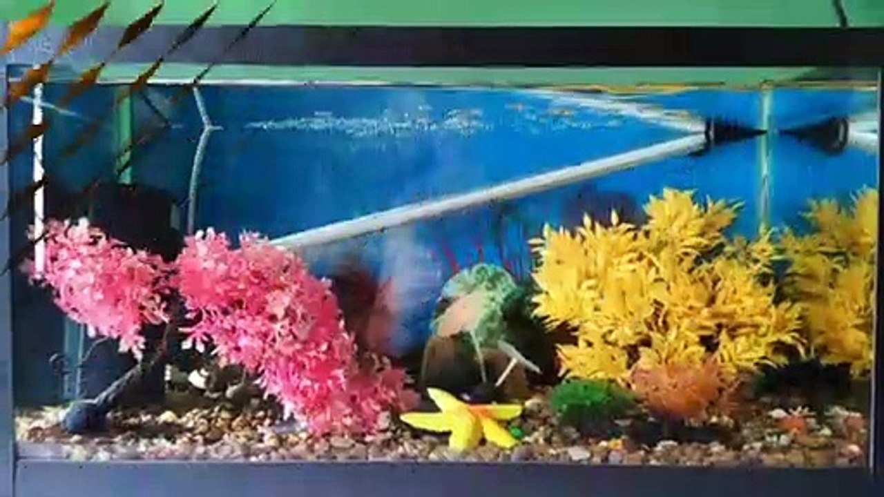 ⭕ COLORED FISHBOWL ⭕