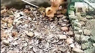 Chicken VS Dog Fight  -  Funny Dog Fight Videos