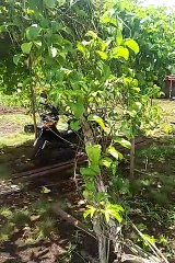 Warga Palangka Manfaatkan Lahan Gambut untuk Tanam Markisa