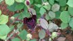 ŞANLIURFA - Halfeti'nin endemik bitkisi 'karagül' tescillendi