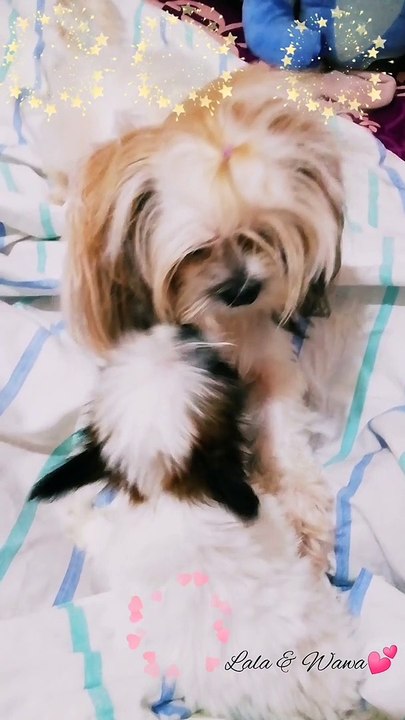 PLAYING TIME WITH MY SHIH TZU