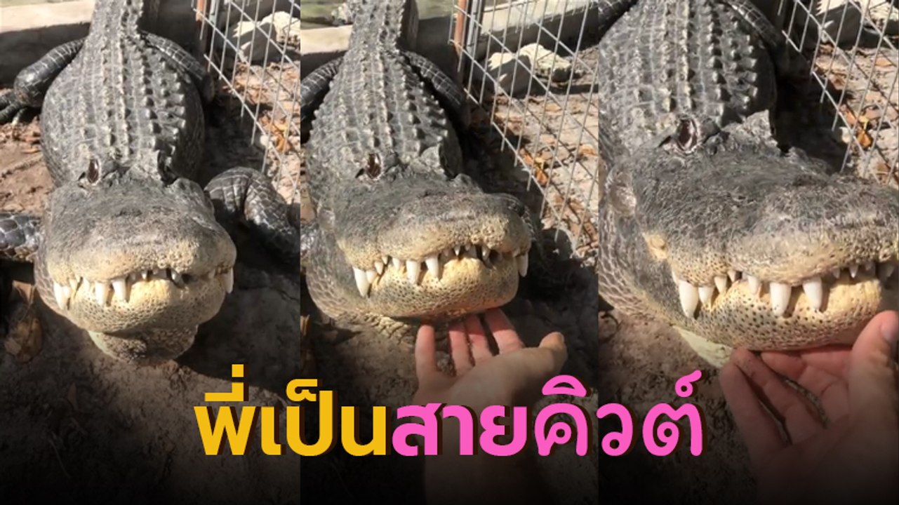 ดูไปเสียวไป จระเข้สายคิวต์ยอมให้เกาคอ ครางเหมือนแมวด้วย แต่ทำไมฟังแล้วขนลุกซู่ !