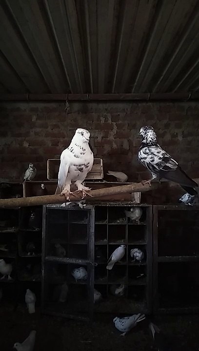 Dove