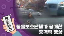 [15초 뉴스] 동물보호단체가 공개한 충격적 영상...유기견에게 무슨 일이? / YTN