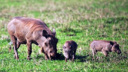 என்னை காப்பாத்திக்க எனக்கு தெரியும்..காட்டுப்பன்றிகளின் சர்வைவல் கதை!