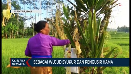 Descargar video: Ritual Biu Kukung, Wujud Syukur Umat Hindu Bali Dan Pengusiran Hama