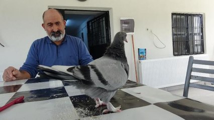 Yumurtadan tek kanatlı güvercin çıktı