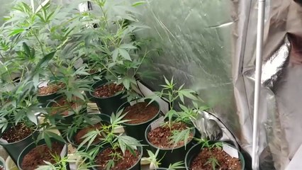 집에서 키운 대마 등 SNS로 광고해 판매...54명 검거 / YTN