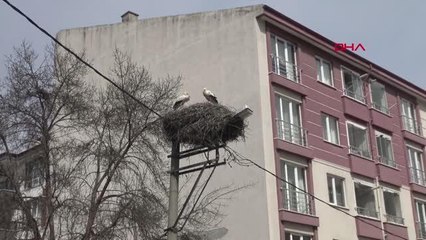 BOLU Baharın müjdecisi leylekler yuvalarına geldi