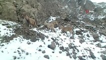 Popülasyonu artan dağ keçileri foto kapanla böyle görüntülendi