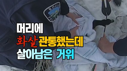 [세상만사] 머리에 화살 관통하고도 살아남은 거위...범인 수배 중 / YTN