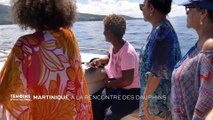 Martinique - À la rencontre des dauphins