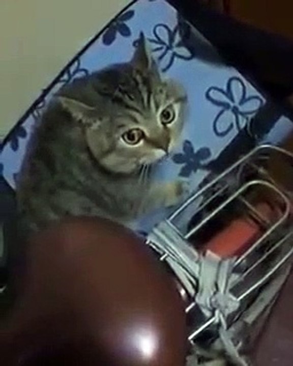 talking cat