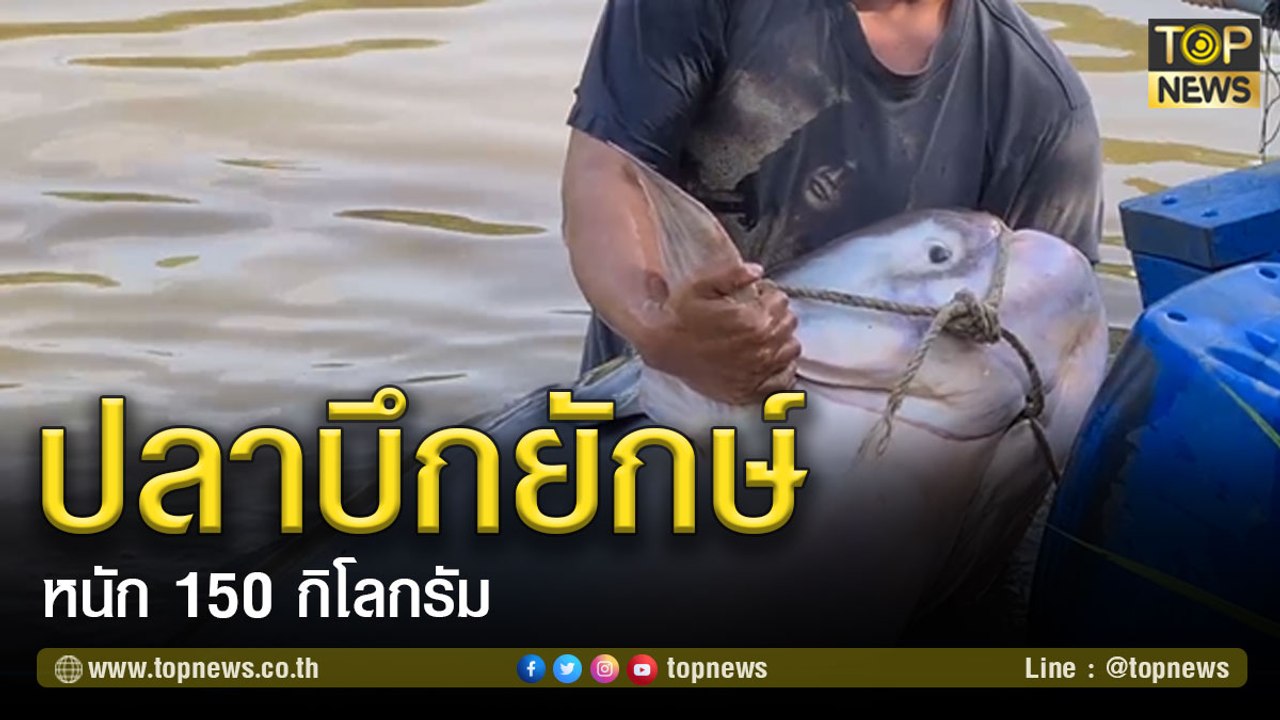 ชาวบ้านจับปลาบึกยักษ์หนัก 150 กิโลกรัม เผย ใหญ่สุดเท่าที่เคยจับได้