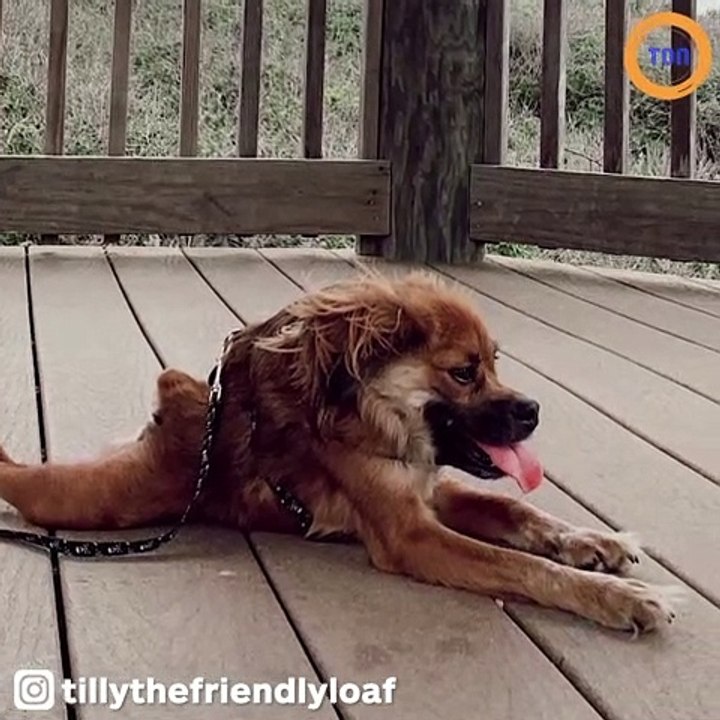 Insolite : cette chienne est née avec une colonne vertébrale très courte