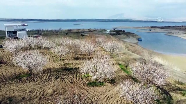 MALATYA - 'Dünya kayısı başkenti'ni beyaza bürüyen 'kayısı bahçeleri' turizme kazandırılıyor