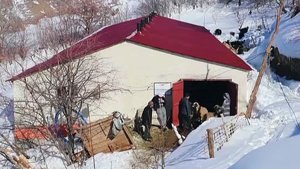 VAN - 389 küçükbaşı telef olan kadın, imece usulüyle işini yeniden büyüttü