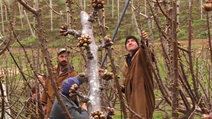 مزارعو الكرز والتفاح بالجزائر يعملون على تعزيز صادرات منتجاتهم