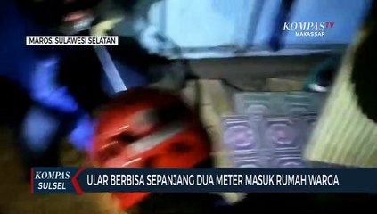 Ular Berbisa Sepanjang Dua Meter Masuk Rumah Warga