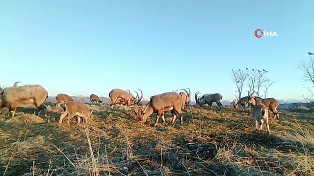 Popülasyonu artan dağ keçileri foto kapanla böyle görüntülendi